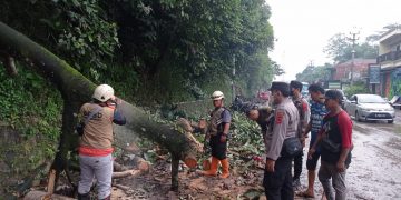 Pohon Tumbang Timpa Mobil di Jalan Nasional Parungkuda