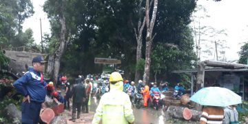 Pohon Tumbang Timpa Dua Rumah dan Tiang Listrik, Lalulintas Sempat Macet
