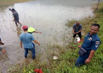 Posal Pandu Penanaman 4500 Pohon Mangrove di Cimarinjung Ciemas