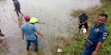 Posal Pandu Penanaman 4500 Pohon Mangrove di Cimarinjung Ciemas