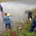 Posal Pandu Penanaman 4500 Pohon Mangrove di Cimarinjung Ciemas