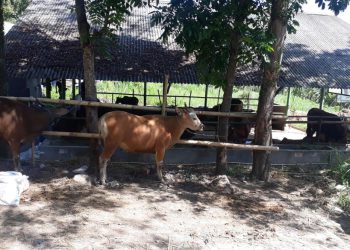 Penjualan Sapi Qurban di Koperasi PMJA Cikundul Menurun Hingga 20 Persen