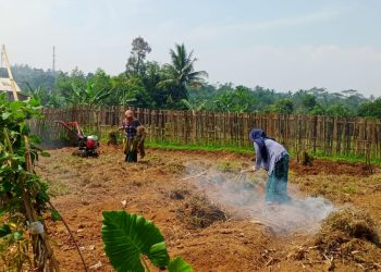 KWT Sawargi Girijaya Persiapan Masa Tanam Kedua Gunakan Palawija