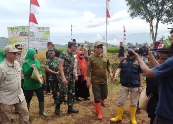 Hari Tani Nasional, Danrem 061 SK Panen Raya Padi di Kota Sukabumi