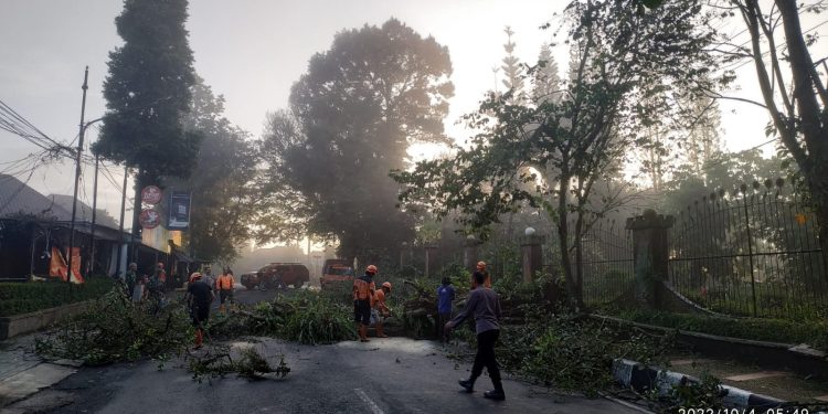 Pohon Tumbang di Jalan Suryakencana Kota Sukabumi, BPBD Langsung Sigap