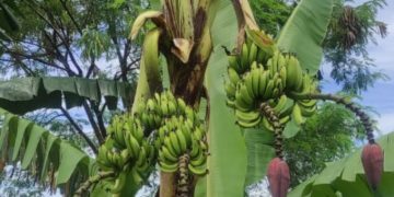 Pisang Berbuah Empat Tandan di Sukabumi Jadi Fenomena