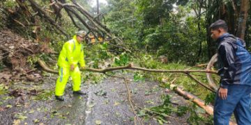 Pohon Tumbang di Ruas Jalan Alternative Cikidang Palabuhanratu