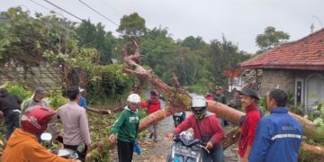 Pohon Tumbang Melintang di Jalan Perbawati Sukabumi