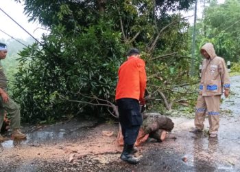 Jalan Geopark Ciletuh Sempat Terhalang Pohon Tumbang