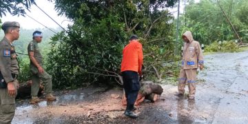 Jalan Geopark Ciletuh Sempat Terhalang Pohon Tumbang