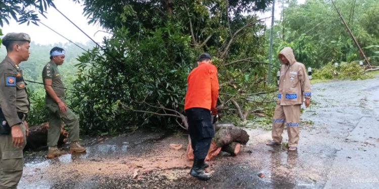 Jalan Geopark Ciletuh Sempat Terhalang Pohon Tumbang