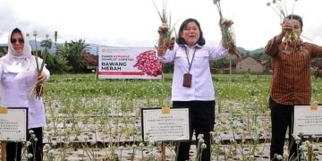 Direktorat Kementan Panen Bawang Merah di Desa Sasagaran Kebonpedes