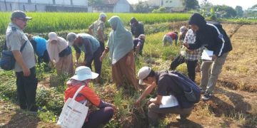 Ketahanan Pangan, DKP3 Gandeng JICA Kolaborasi Kembangkan Budidaya Bawang Merah di Kelompok Tani Tentram dan Karang Mekar