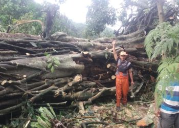 Petugas BPBD Evakuasi Pohon Beringin Usia Ratusan Tahun yang Tumbang di Gegerbitung
