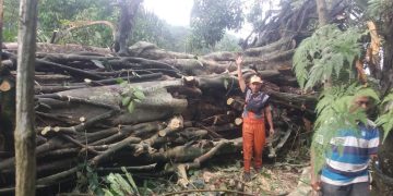 Petugas BPBD Evakuasi Pohon Beringin Usia Ratusan Tahun yang Tumbang di Gegerbitung