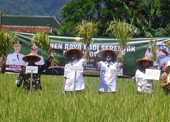 Serempak di 14 Provinsi, Walikota dan Forkopimda Gelar Panen Raya