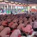 Terapkan Disiplin Sejak Dini, Siswa MI dan TKQ Baitussalam Gelar Sholat Dhuha Berjamaah